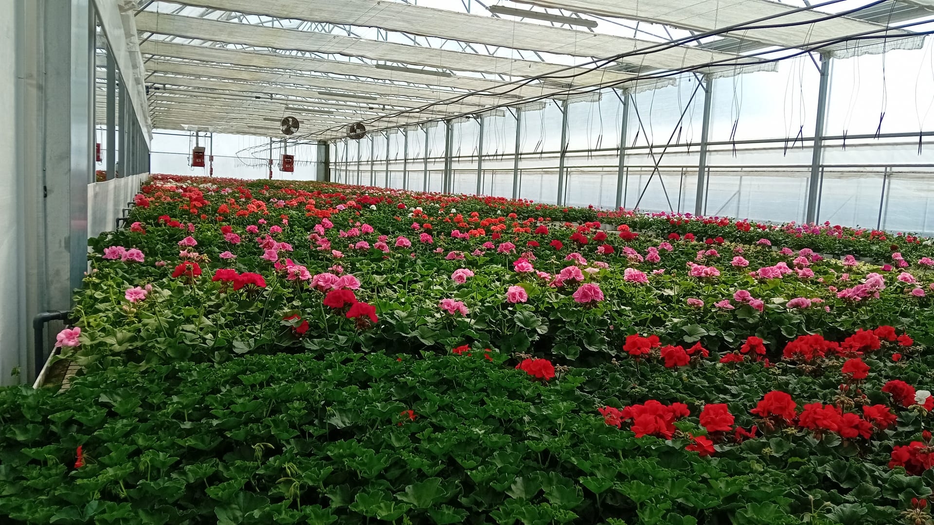 ortofloricoltura3